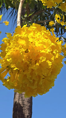 Sawgrass Promenade photo 2