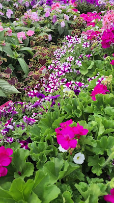 Dougall Square photo 3