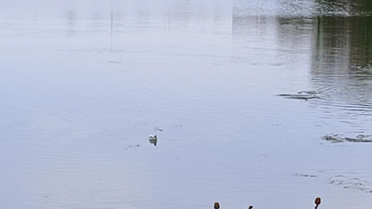 Mill Cove Plaza photo 3