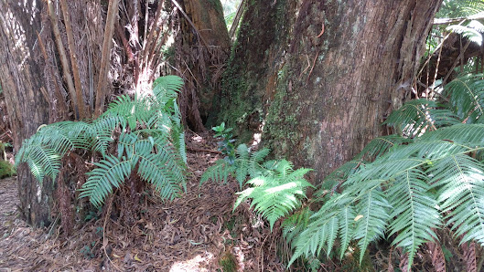 Volcano Village Center photo 3