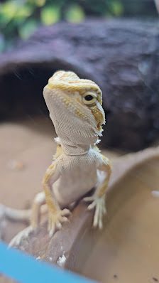 Albany Square photo 3