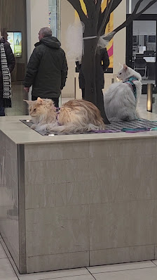 Galleria At University Square photo 2