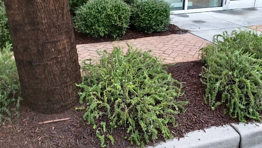 The Corner at Wescott photo 1