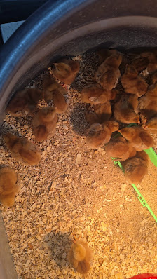 Hutchinson Mall photo 2