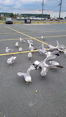 Northumberland Square photo 3