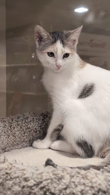 Eastern Shore Centre photo 3