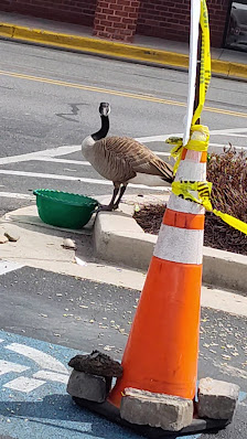 Festival At Pasadena photo 3