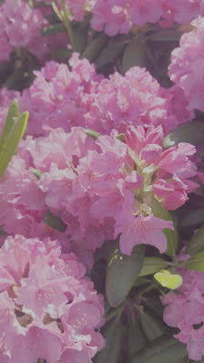 Primrose Plaza photo 1