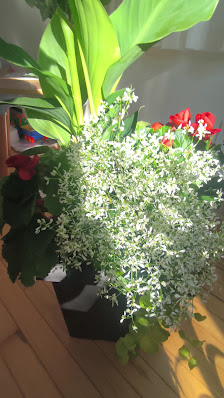 Primrose Plaza photo 3