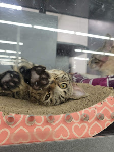 Antioch Crossing photo 2