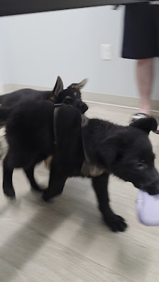 Waterville Commons photo 2