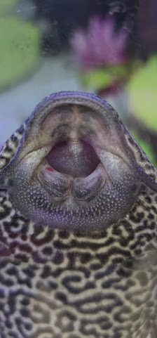 Towne Shopping Plaza photo 3