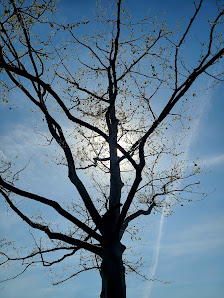 Alexandria Commons photo 2