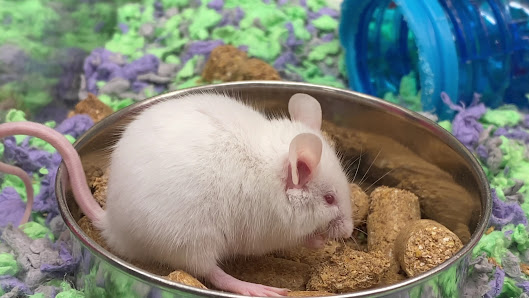 Creeks at Virginia Centre photo 3