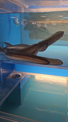 Imperial Plaza photo 3