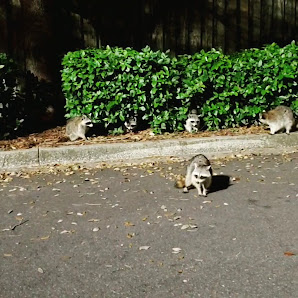 Drake Crossing Shopping Center photo 3