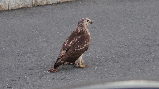 Plainsboro Village Center photo 3