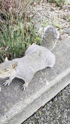 Wilsonville Old Town Square photo 3