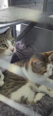 Smithville Square photo 3