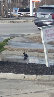 Seabrook Commons photo 2