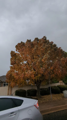 Northridge S.C. photo 3