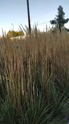 3rd Ave Burlington photo 3