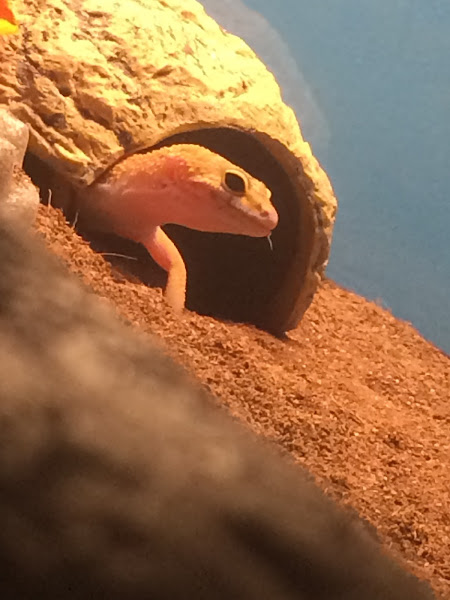 Pet Valu