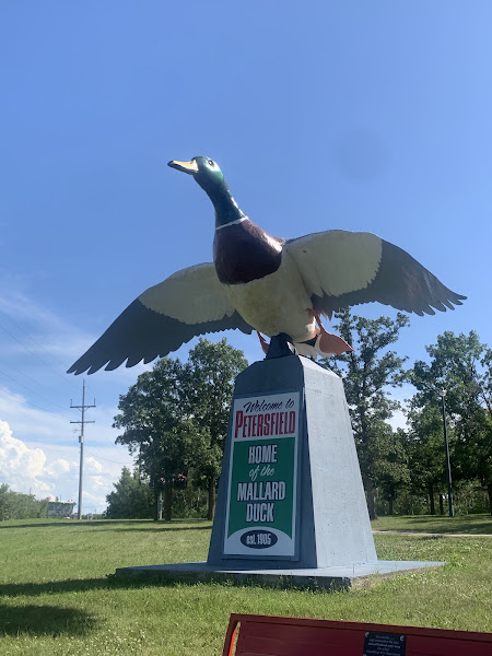 Petersfield Mallard Duck Statue