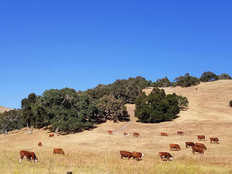 Son Rise Ranch - Grass fed and Finished Beef