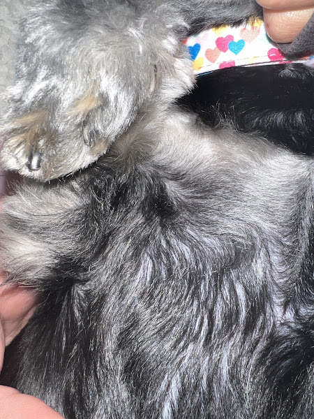 PetSmart Grooming
