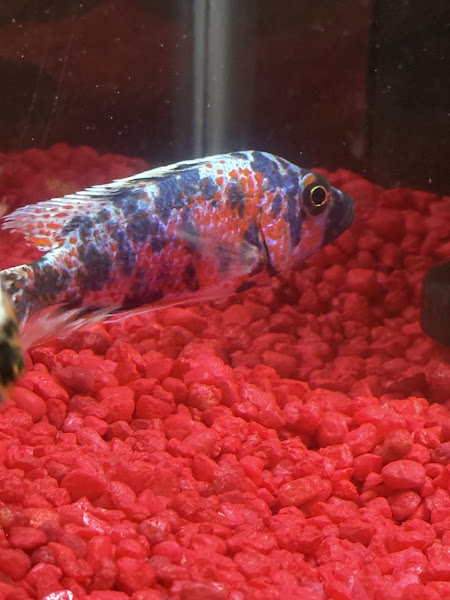 WIYA Aquatics