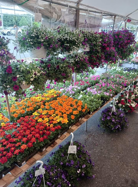 Flower Tentation