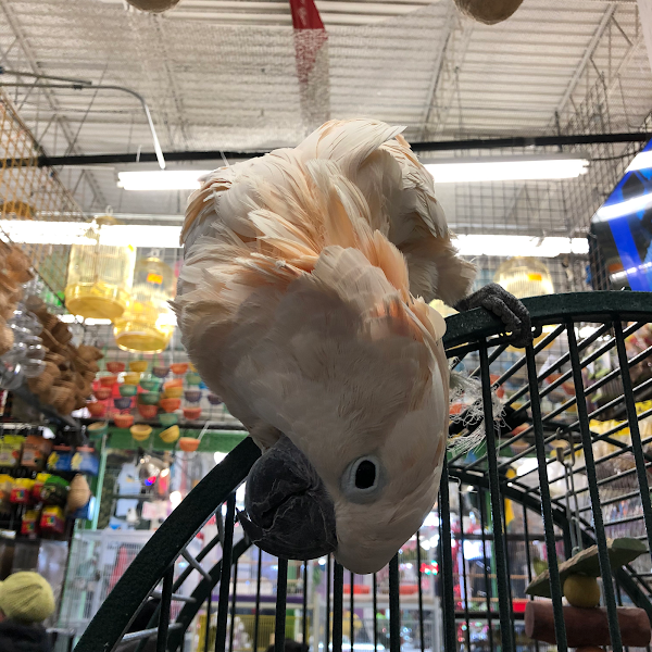 Super Pet Store