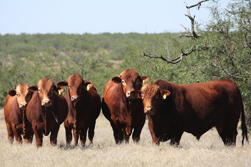 Isa Beefmasters, LLC