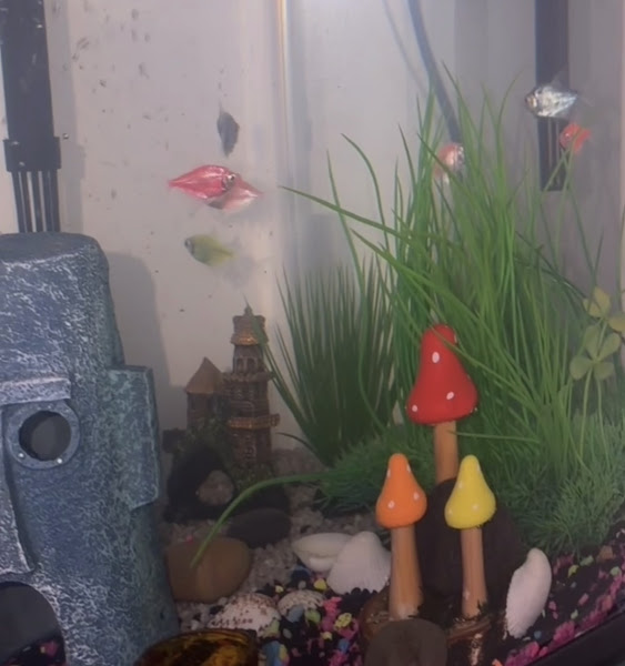 Scales and Tails Pet Supplies