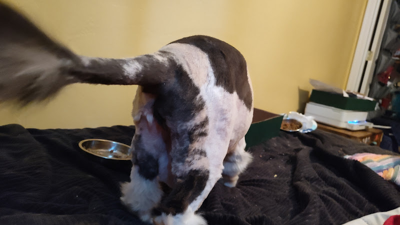 PetSmart Grooming