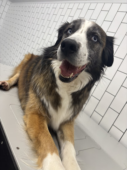 Molly's Dog Care