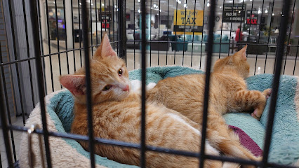 Cat Adoption Centre Welland SPCA