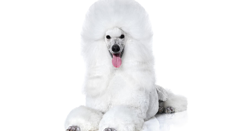 Best Friends Pet Salon