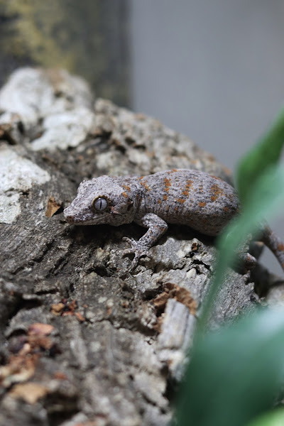 204Geckos