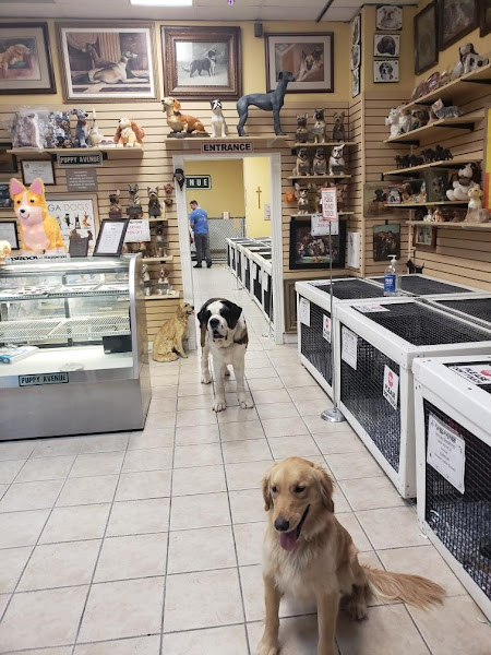 Puppy Avenue