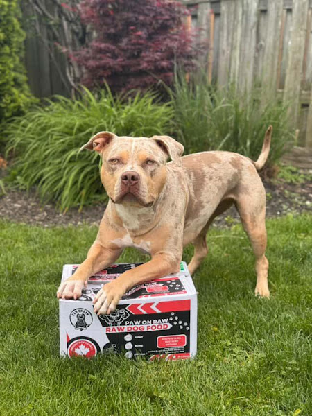 Paw on Raw | Raw Dog Food | Delivery Available