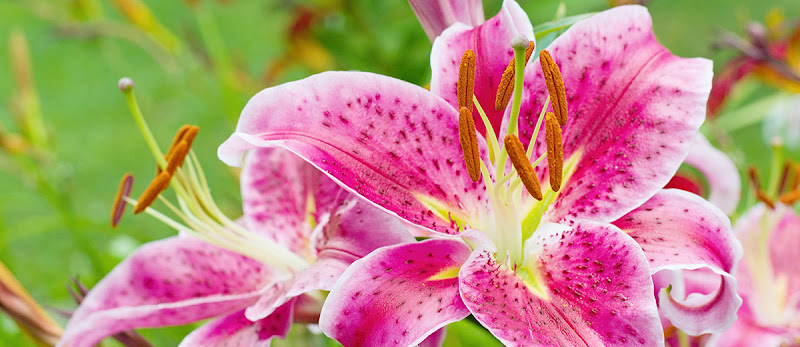 Schnucks Columbia Floral