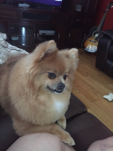 Pet Valu
