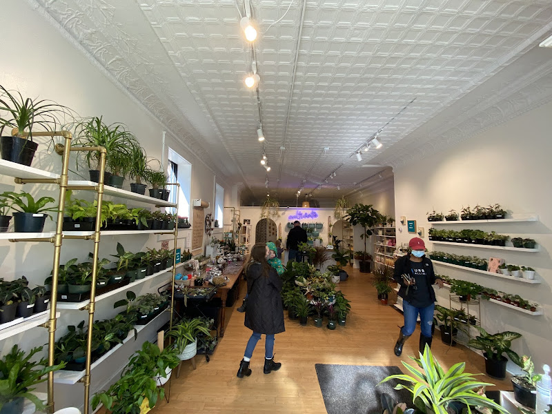 Mason Jar Plant Shop