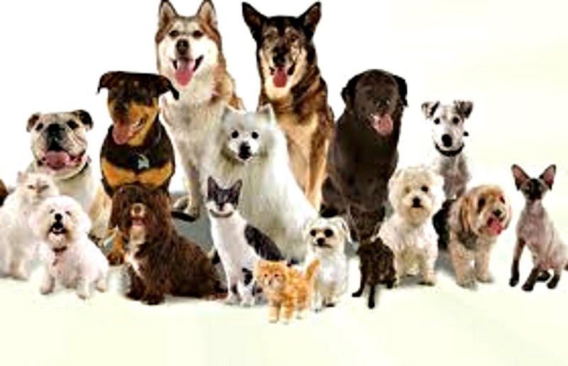 Pampered Pets Albany Ga