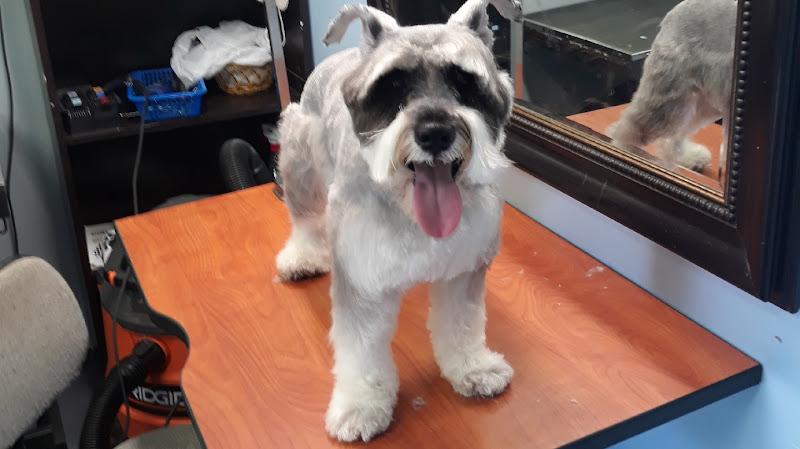 Roberto Pet Shop and Grooming