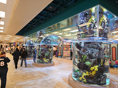 Scheels