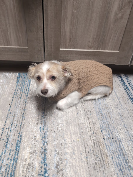PetSmart Grooming