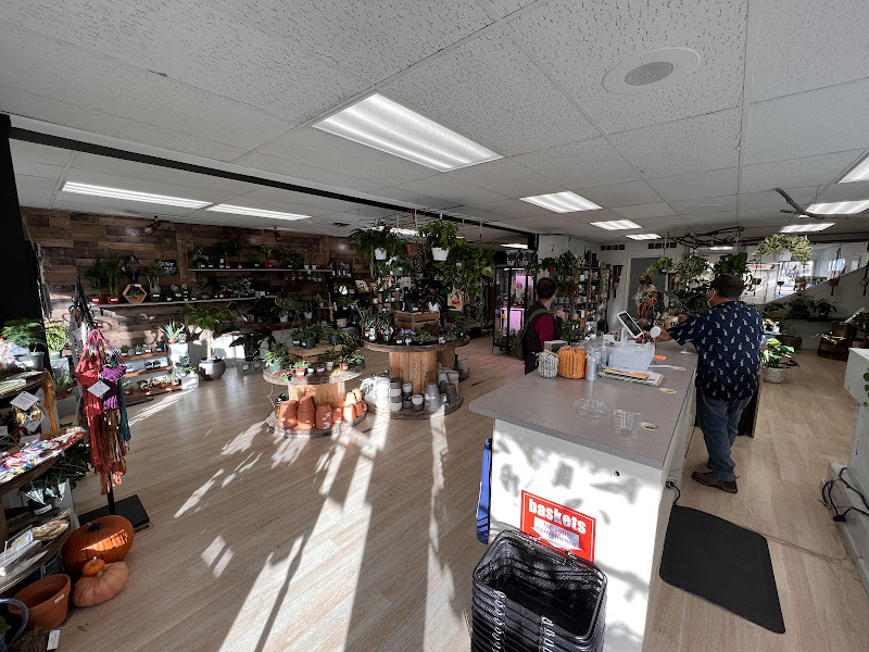 Stem and Roots: House Plant Boutique